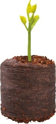 Motte de coco foncée avec une jeune pousse verte
