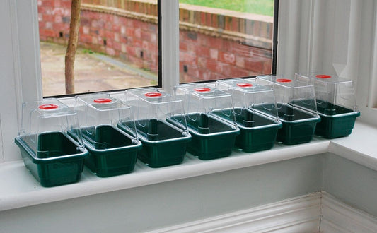 Lot de mini serres propagateur en rang : plateaux verts, dômes transparents et évents rouges