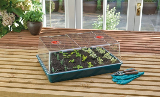 Serre propagateur à dôme vert avec couvercle transparent, bac et petits plants