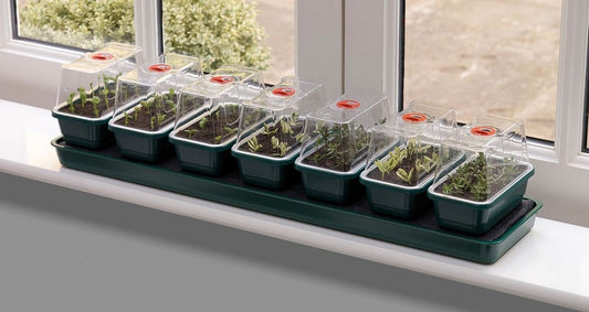 Propagateur Super 7 avec coupole transparente et plateaux verts, jeunes plants.