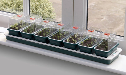 Propagateur électrique Super 7 avec couvercle transparent et bacs de semis verts
