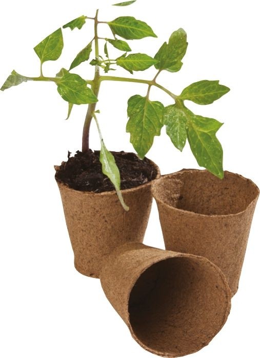 Pots de culture ronds en fibre brune, diamètre 6 cm, avec jeunes plants