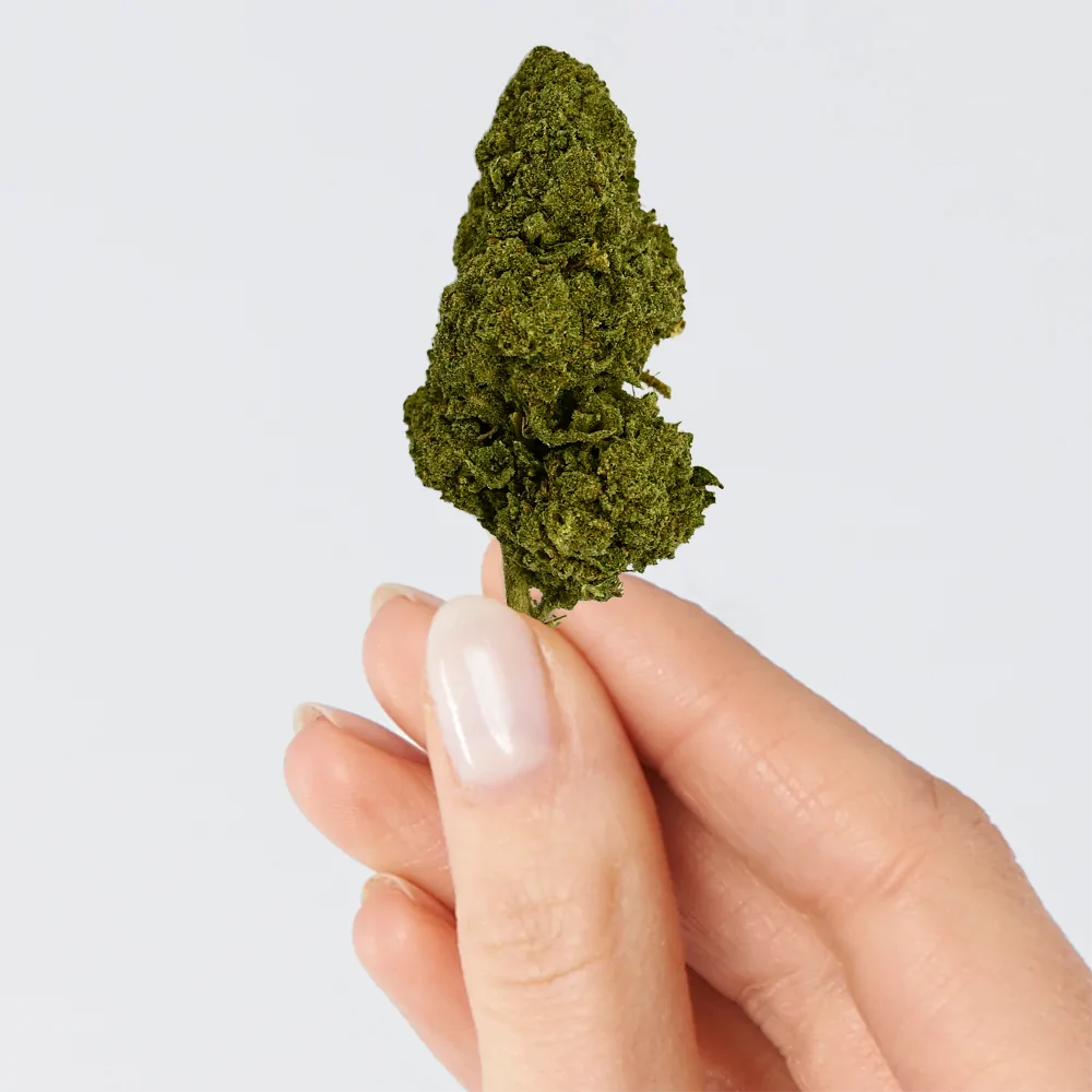 Fleur de CBD - BZ1 - Chris'Shop cbd