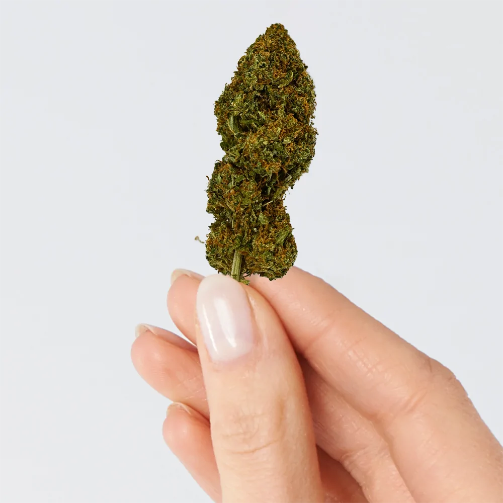 Fleur de CBD - Candy Kush - Chris'Shop cbd