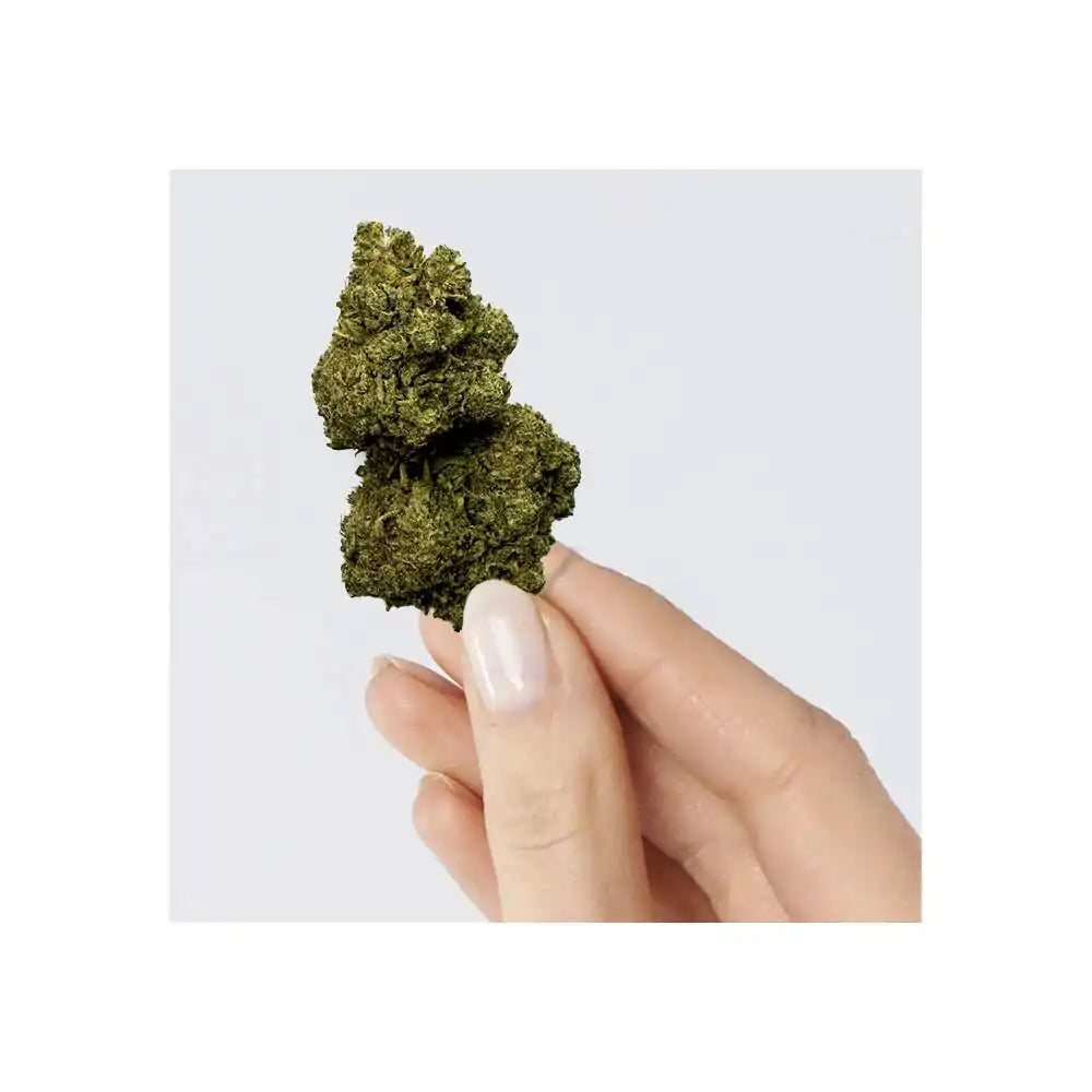 Fleur de CBD - Rainbow Kush - Chris'Shop cbd