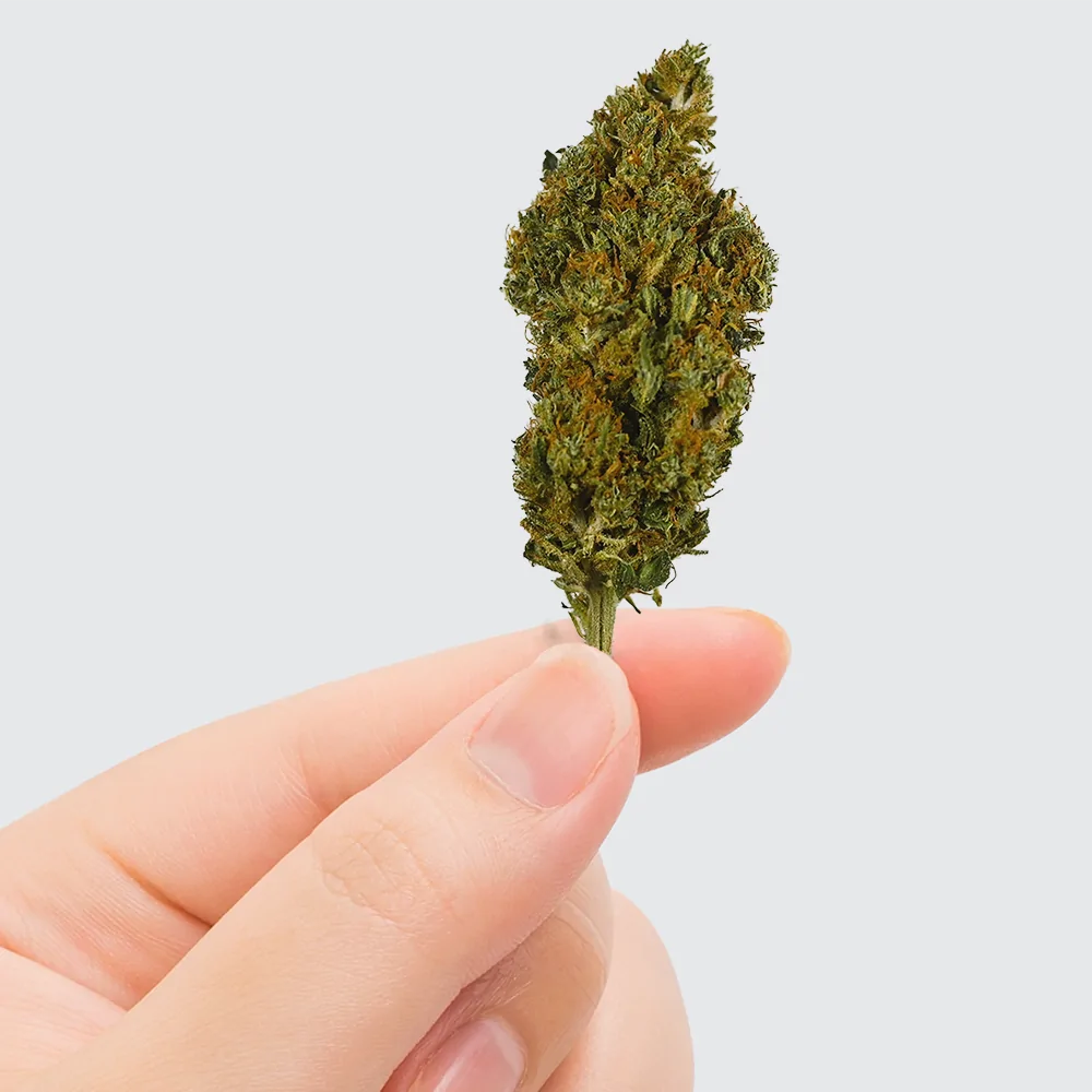 Fleur de CBD - Sherbet - Chris'Shop cbd