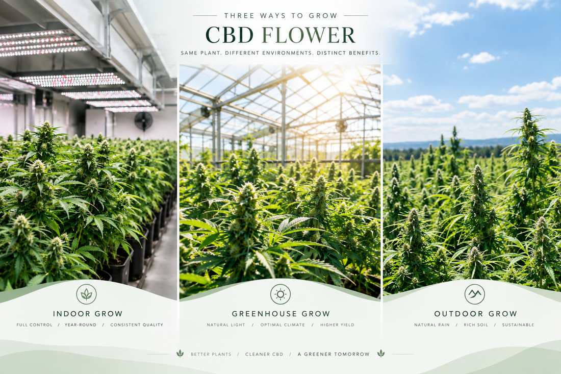 Fleurs de CBD indoor, greenhouse ou outdoor : quelle différence ?