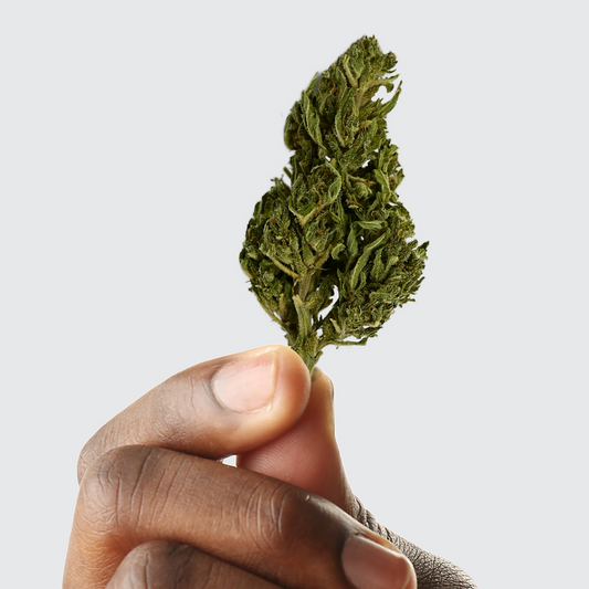 Fleur de CBD EUPHORIA, petit bourgeon vert tenu par un doigt