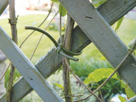 Lien souple vert 3 mm, attaché en boucle autour d’un support métallique pour plantes