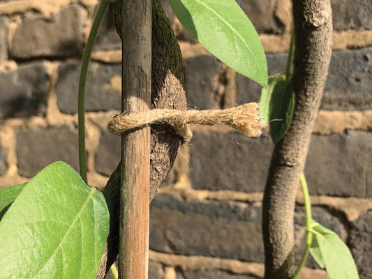 Lien torsadé en jute naturel, cordelette attachée autour d’un tuteur