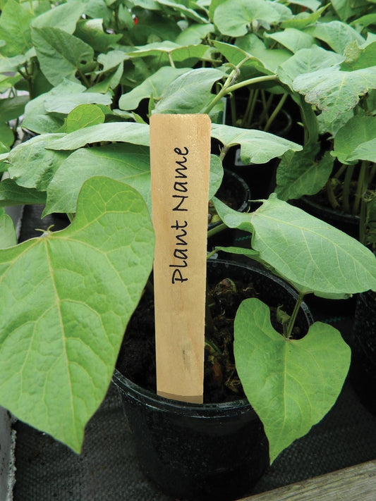 Étiquette de plante en bois avec inscription manuscrite, pique rectangulaire