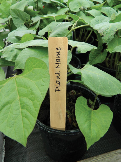 Étiquette pour plantes en bois, pique 13 cm, inscription manuscrite noire