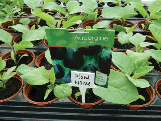 Lot de 10 étiquettes de plante en T blanches avec piquet