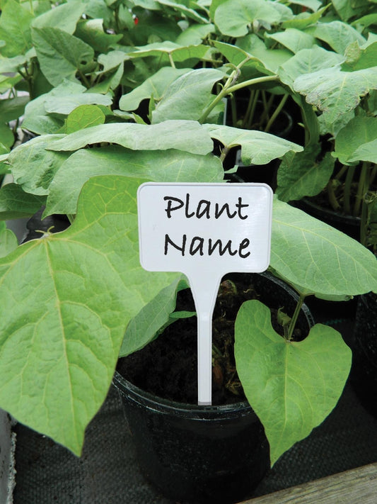Étiquette en T blanche pour plantes en pot, lot de 10