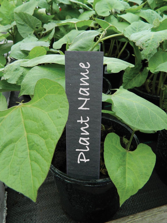 Étiquette de plante en ardoise sombre rectangulaire avec texte blanc, sur pot