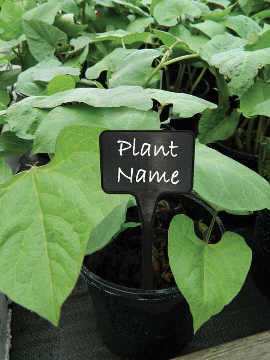 Étiquette en T noire pour plantes, ardoise rectangulaire, lot de 10