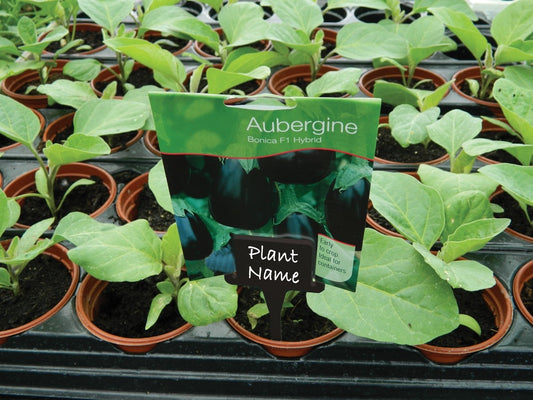 Pinces étiquettes en T noires, lot de 10, fixées sur des plantes