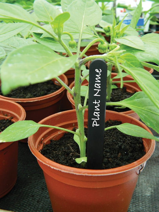 Étiquette de plante noire 10 cm, avec écriture blanche, plantée dans un pot de terre.