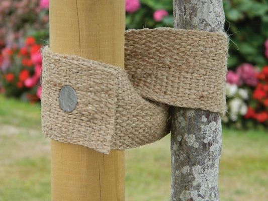 Attache d’arbre en jute naturelle, sangle tressée, fixée autour d’un tronc
