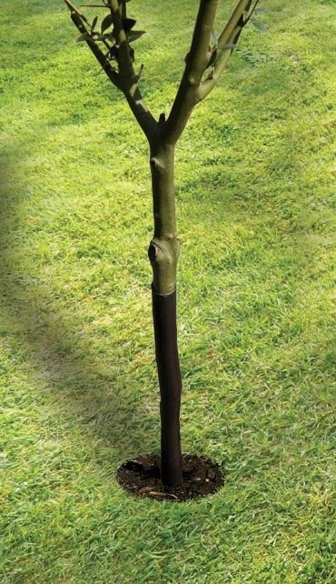 Protège-arbre spiralé noir de 61 cm, fixé autour du tronc d’arbre