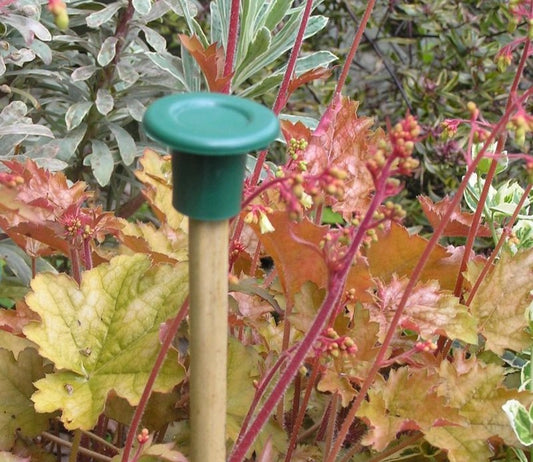 Capuchons de canne verts ronds pour tuteurs, lot de 10
