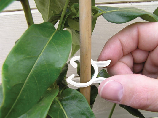 Pinces à plantes blanches en plastique, crochet, fixées sur une tige verte