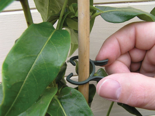 Pince à plantes noire, 2 tailles, fixée sur tige de plante par la main