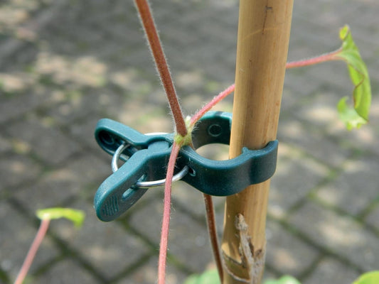 Petites pinces à plantes vertes (lot de 5) pour fixer des tiges