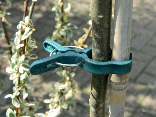 Pinces à plantes à ressort vert-bleu, lot de 5, fixant deux tiges sur un support