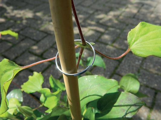 Anneau de plante galvanisé en métal autour d’une tige de plante