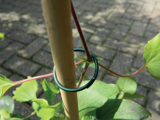 Anneaux de plantes en plastique vert, serrage souple autour d’une tige de jardin