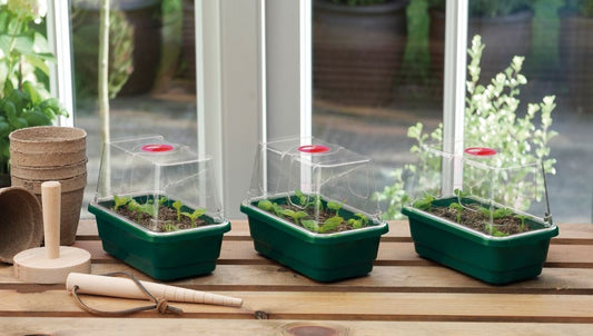Lot de 3 mini serres propagateur : plateaux verts et dômes transparents à évent rouge