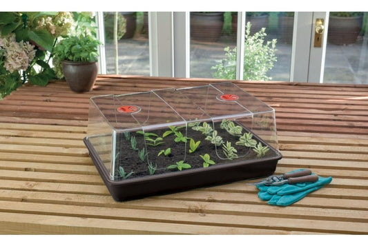 Serre XL d’intérieur noire avec dôme transparent et jeunes plants verts