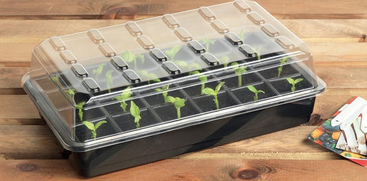 Plateau de semis 24 cellules transparent avec couvercle et jeunes pousses vertes