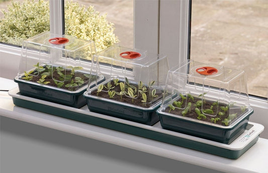 Propagateur électrique sur rebord de fenêtre avec bacs transparents et jeunes plants verts