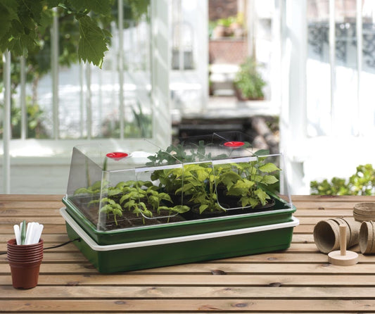 Plateau de propagation vert, couvercle transparent, pastilles rouges