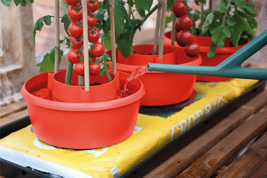 Halo de plantation rouge avec tiges, pour soutenir des plantes et faciliter l’arrosage