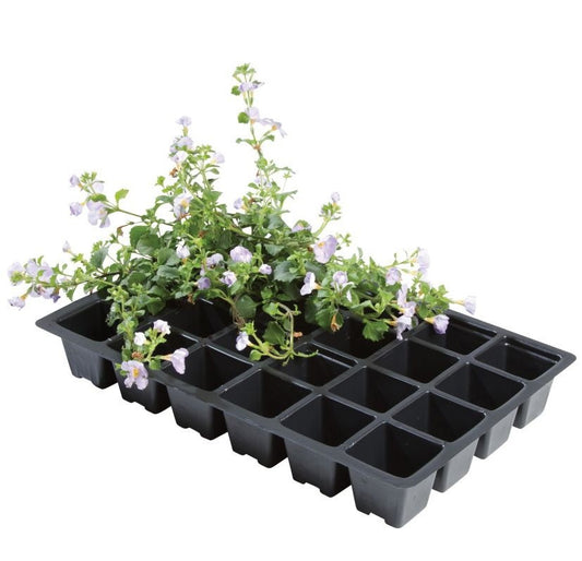 Plateau d’insertion noir à 24 alvéoles avec jeunes plants de fleurs