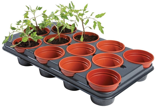 Plateau de culture noir avec 12 pots en terracotta et jeunes plants