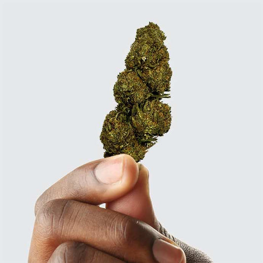 Fleur de CBD verte tenue dans la main, tige et bourgeon visibles
