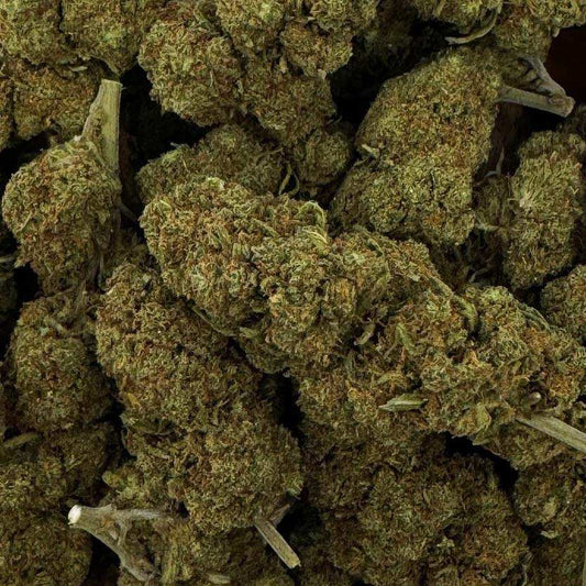 Fleur de CBD verte en gros plan, têtes denses et trichomes visibles