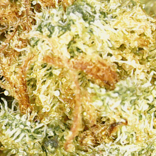 Fleur CBD en gros plan, aspect résineux vert et orange, texture dense.