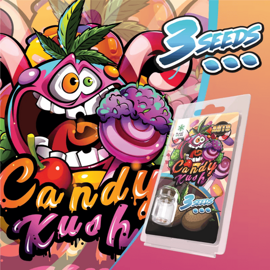 Lot de graines AUTO Candy Kush: 3 graines en blister avec flacon transparent.