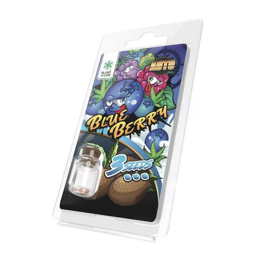 Emballage de graines AUTO Blueberry en blister, avec 3 graines et petits godets