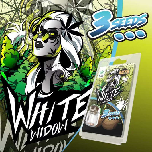 Pack de graines AUTO White Widow, 3 graines, emballage blister Plant of Life.