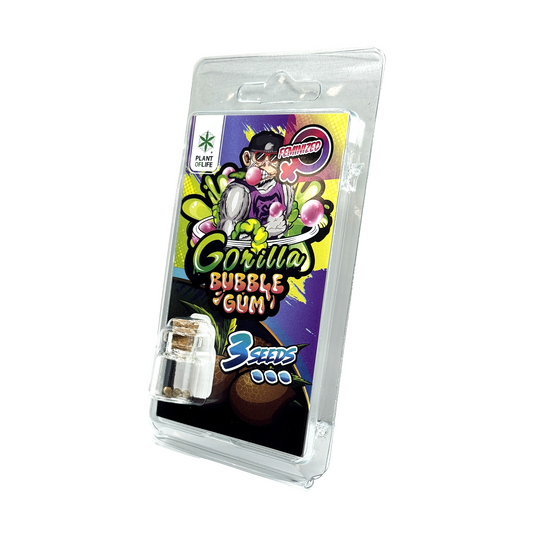 Pochette de graines Gorilla Bubblegum FÉMINISÉE, 3 graines dans un emballage transparent
