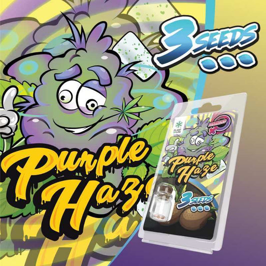 Paquet de graines Purple Haze féminisées, 3 graines, blister avec flacon