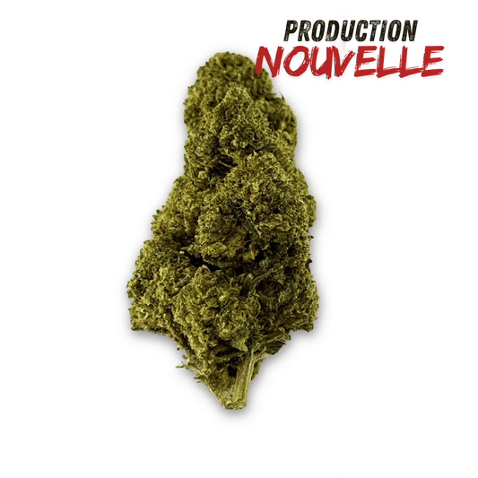 Fleur de CBD verte compacte, tête de bud aux textures denses